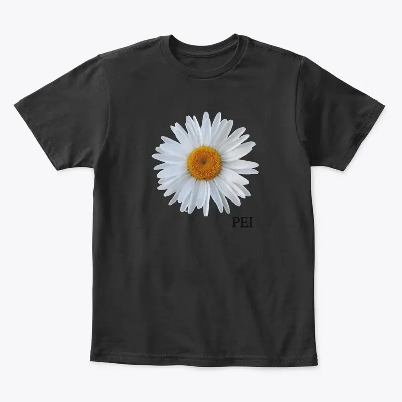 Ox-Eye Daisy