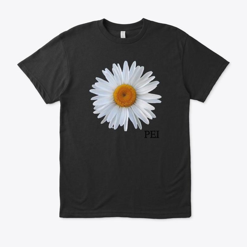 Ox-Eye Daisy